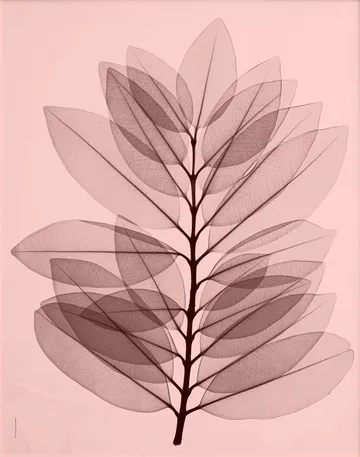 Lámina Metrosideros excelsea - 40x50 cm - Fine Little Day