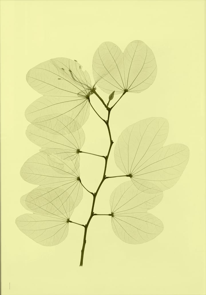 Lámina Orkidebauhinia, 70x100 cm Fine Little Day
