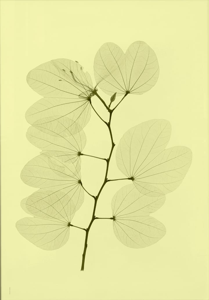 Lámina Orkidebauhinia - 70x100 cm - Fine Little Day