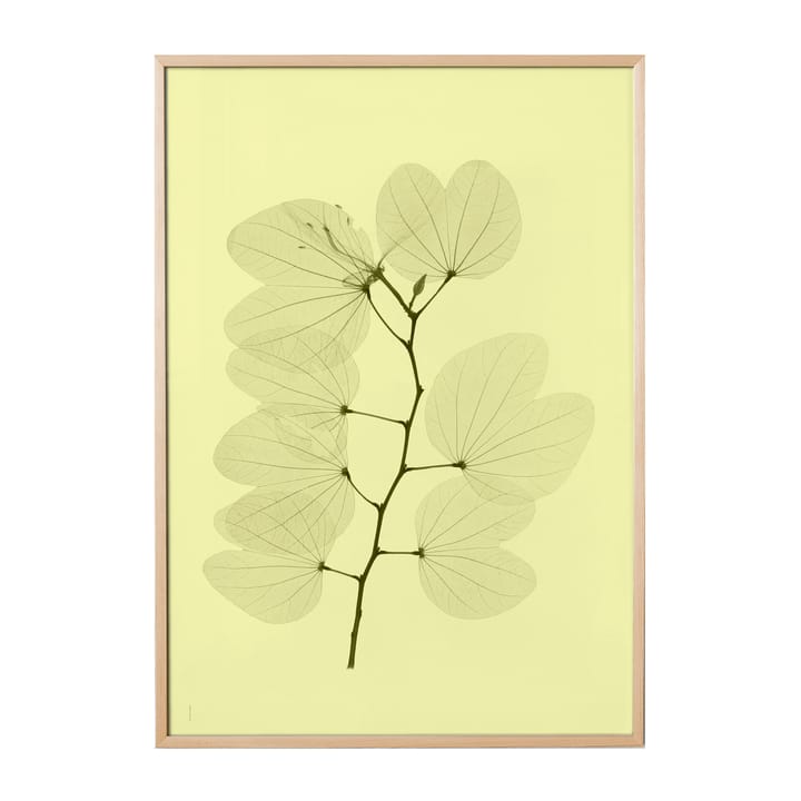 Lámina Orkidebauhinia - 70x100 cm - Fine Little Day
