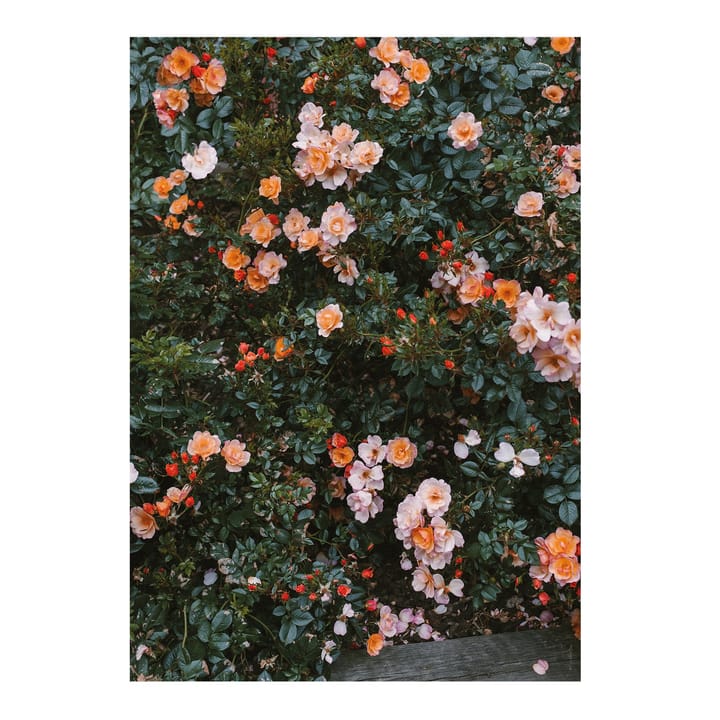 Póster Rose - 70 x 100 cm  - Fine Little Day