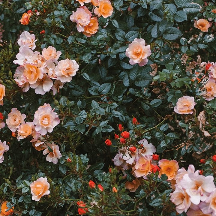 Póster Rose, 70 x 100 cm  Fine Little Day