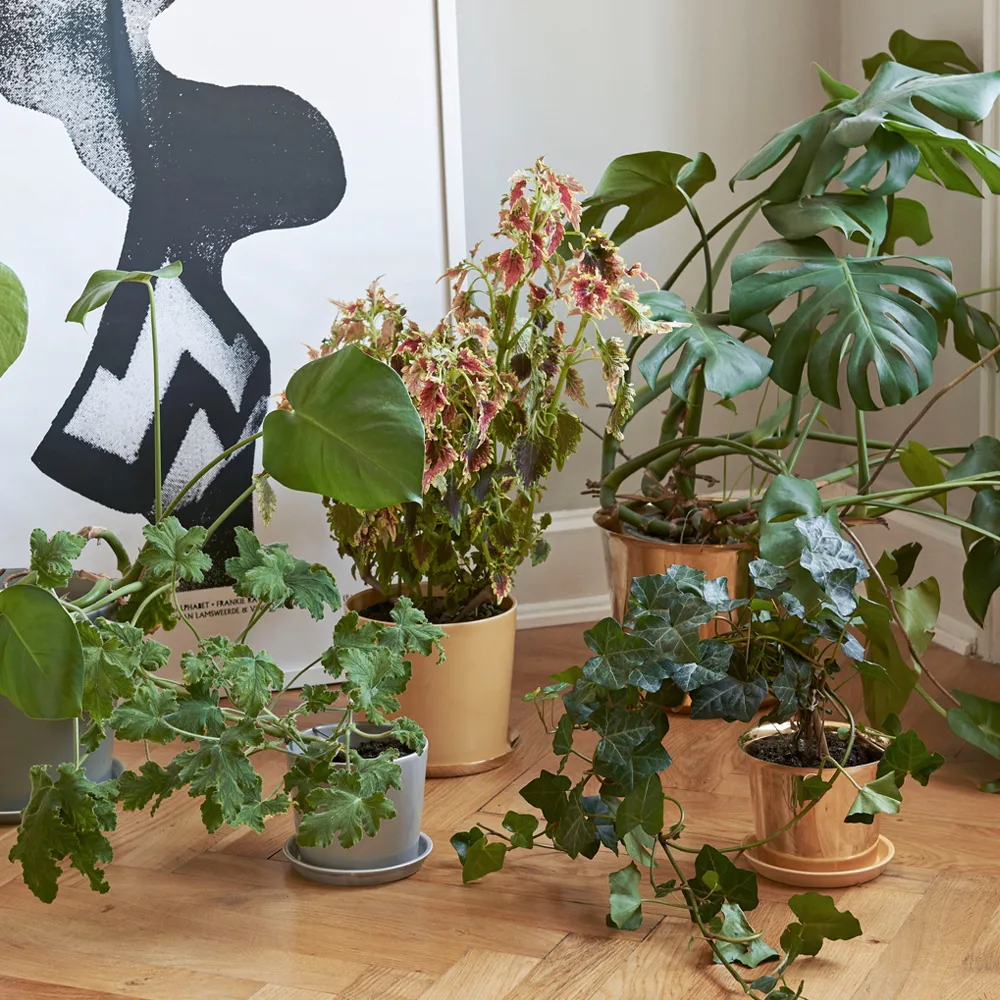 Maceta Botanical Family, Dusty green, xl, con plato ø22 cm HAY