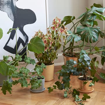 Maceta Botanical Family - Dusty green, xl, con plato ø22 cm - HAY