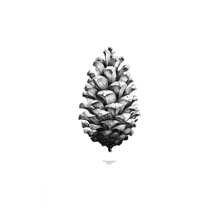 Lámina 1:1 Pine Cone - blanco, 50 x 70 cm - Paper Collective