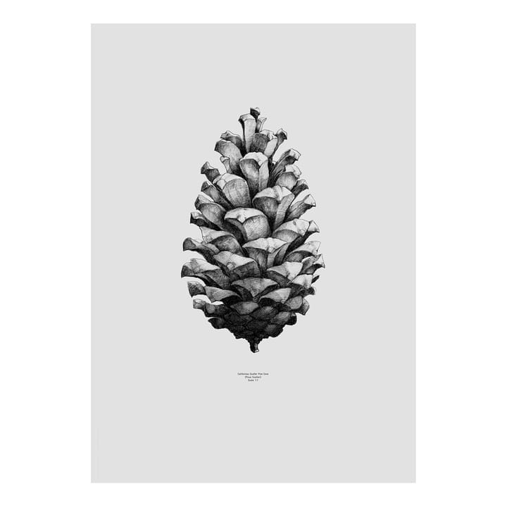 Lámina 1:1 Pine Cone - gris, 50 x 70 cm - Paper Collective