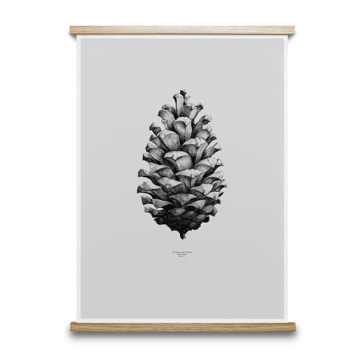 Lámina 1:1 Pine Cone - gris, 50 x 70 cm - Paper Collective