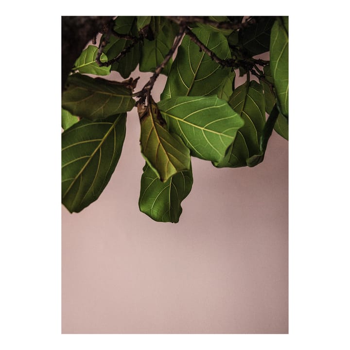 Lámina Green Leaves - 50x70 cm - Paper Collective