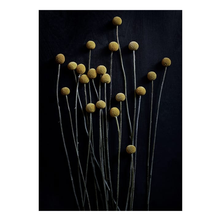 Lámina Still Life 01 Yellow Drumsticks - 30x40 cm - Paper Collective