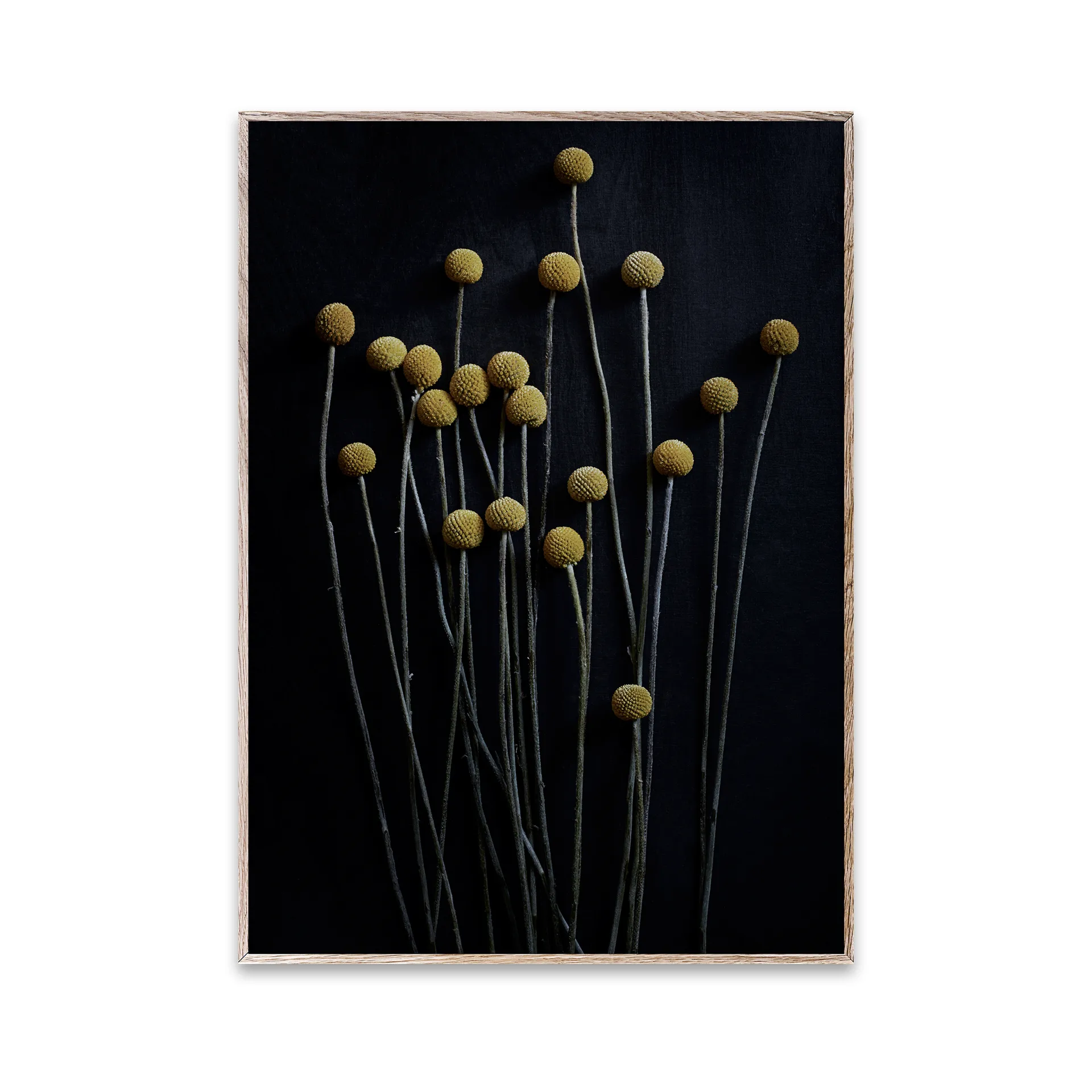 Lámina Still Life 01 Yellow Drumsticks, 30x40 cm Paper Collective