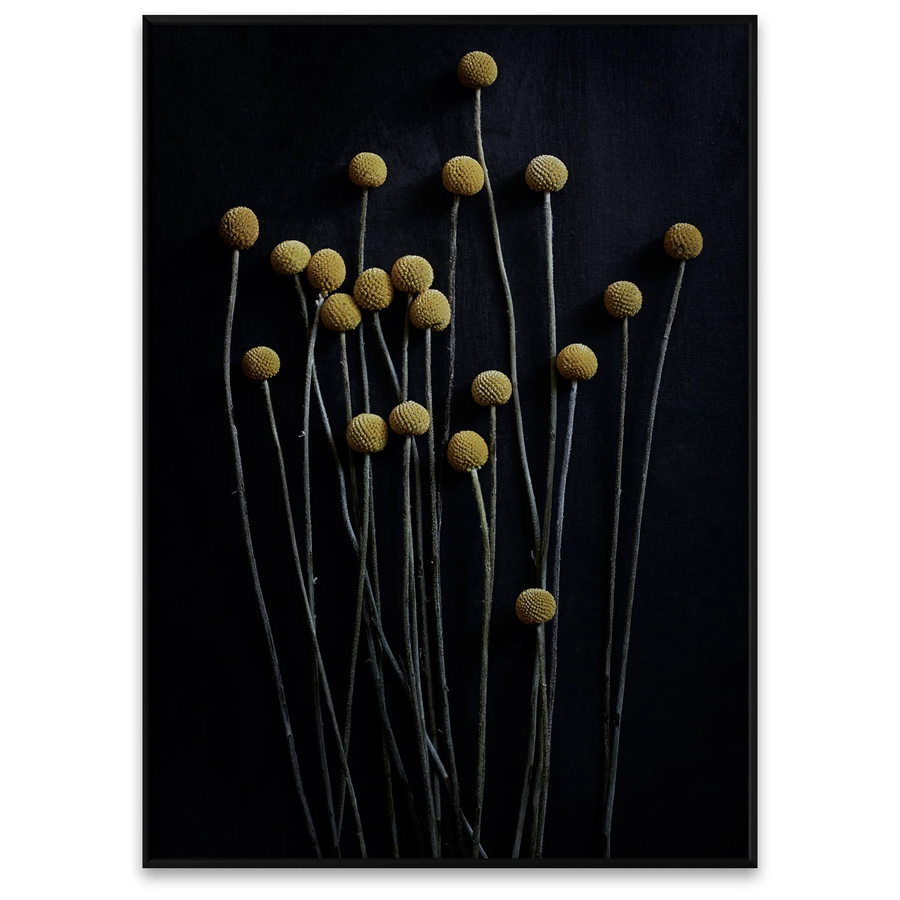 Lámina Still Life 01 Yellow Drumsticks, 50x70 cm Paper Collective