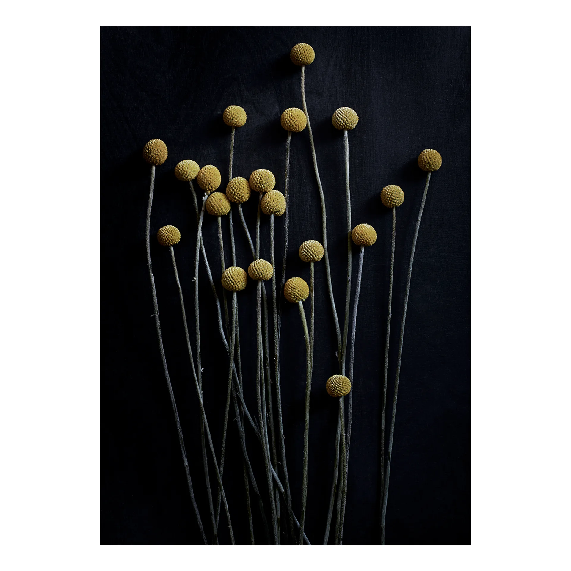 Lámina Still Life 01 Yellow Drumsticks, 50x70 cm Paper Collective