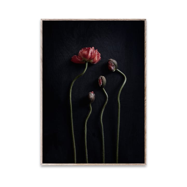 Lámina Still Life 02 Red Poppies - 30x40 cm - Paper Collective