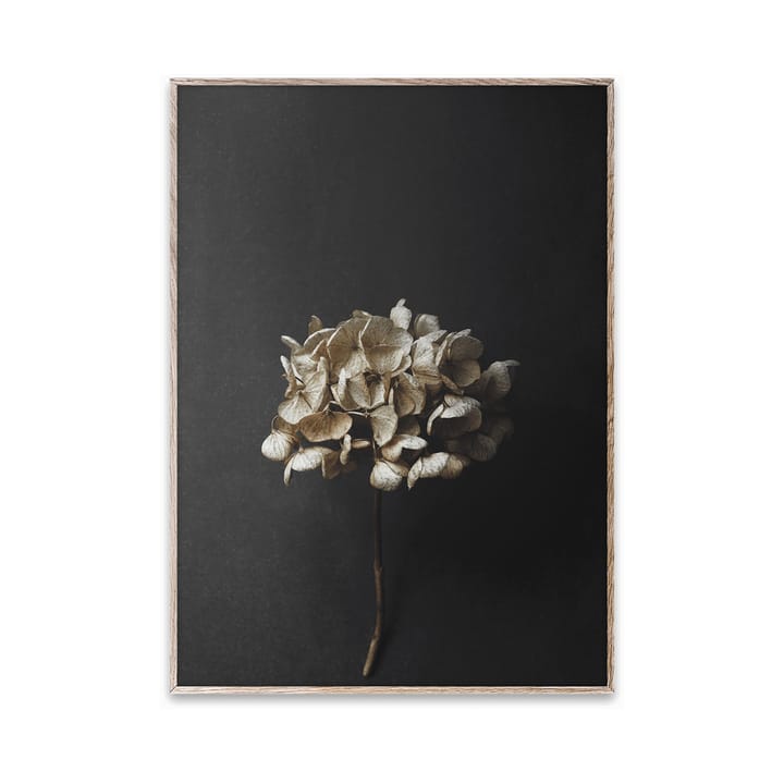 Lámina Still Life 04 Hydrangea, 30x40 cm Paper Collective