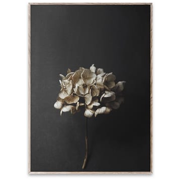 Lámina Still Life 04 Hydrangea - 50x70 cm - Paper Collective
