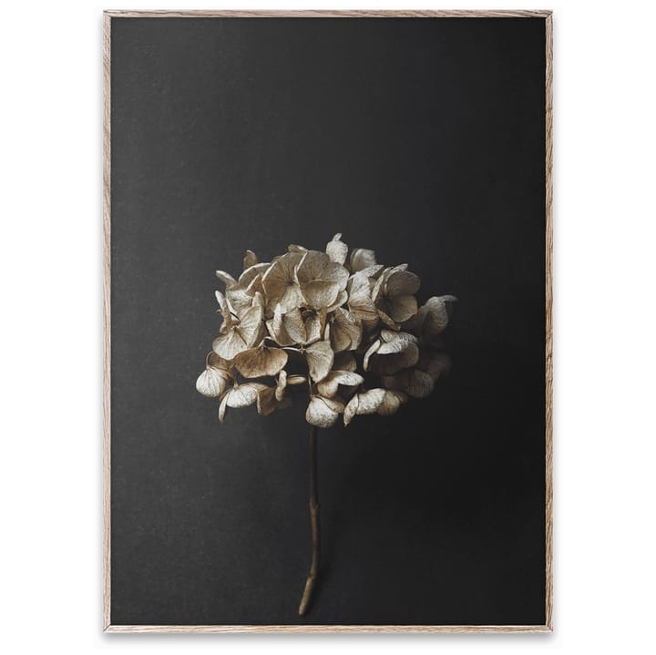 Lámina Still Life 04 Hydrangea - 50x70 cm - Paper Collective