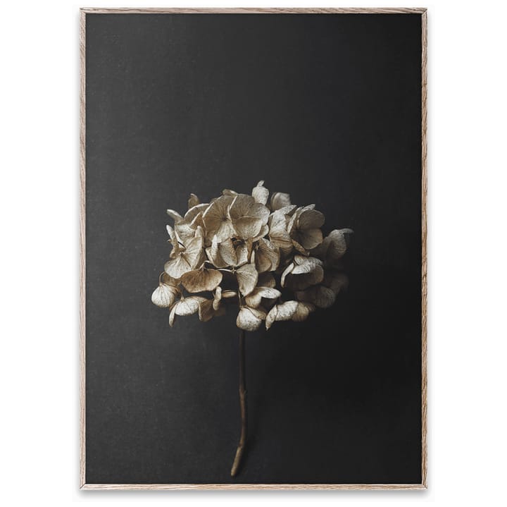 Lámina Still Life 04 Hydrangea, 50x70 cm Paper Collective