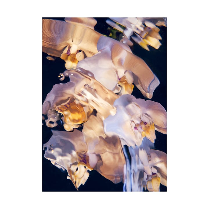 Póster Flora Aquatica 01 - 70x100 cm - Paper Collective