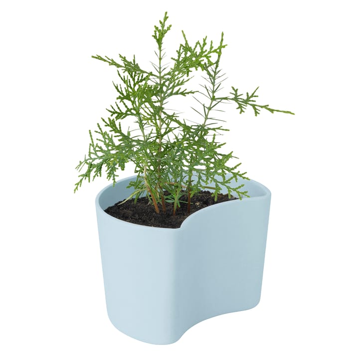 Maceta con semillas YOUR TREE, azul (pino) RIG-TIG