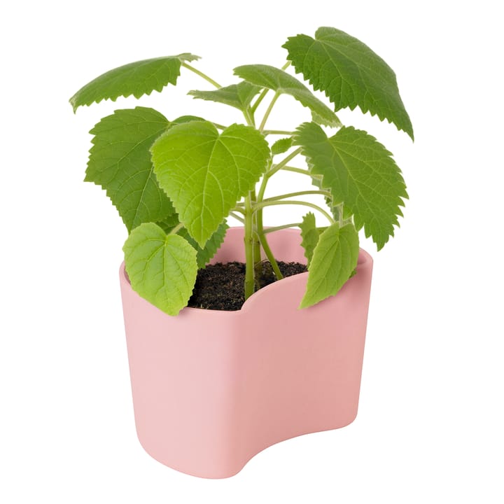 Maceta con semillas YOUR TREE, Rosa (abedul) RIG-TIG