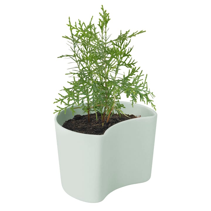 Maceta con semillas YOUR TREE, verde (pino) RIG-TIG