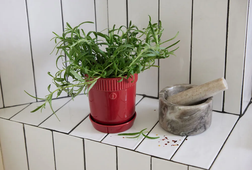 Maceta para especias Elise Ø11 cm, Burdeos Sagaform