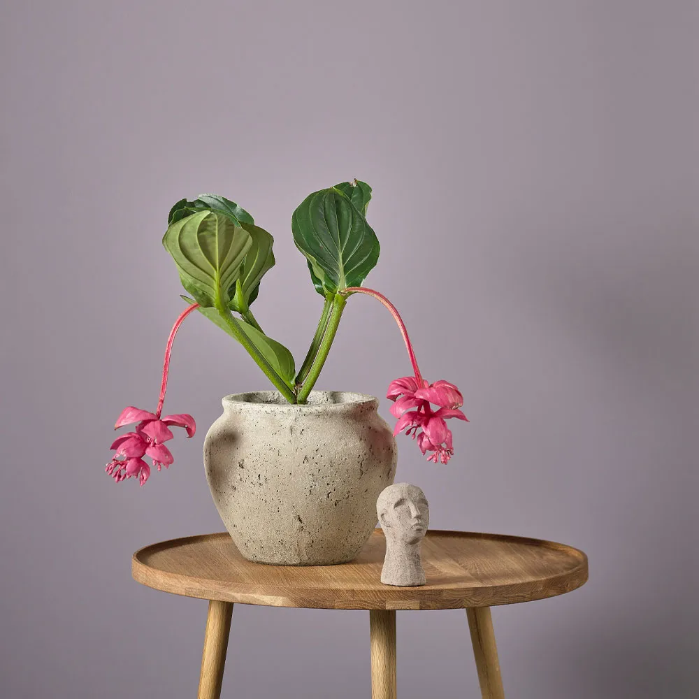 Maceta Loev, gris, mediano Ø130.5 cm Villa Collection