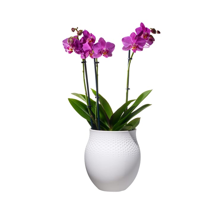 Jarrón Collier Blanc Perle, grande Villeroy & Boch