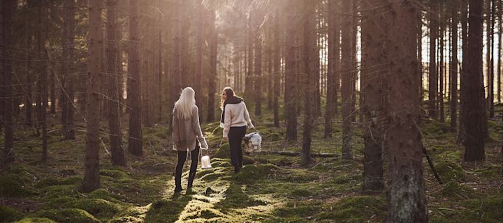 En nuestra lista de tareas de otoño, te damos numerosos consejos sobre qué cosas hacer en otoño, con un toque escandinavo, como dar un paseo por el bosque para recoger setas.