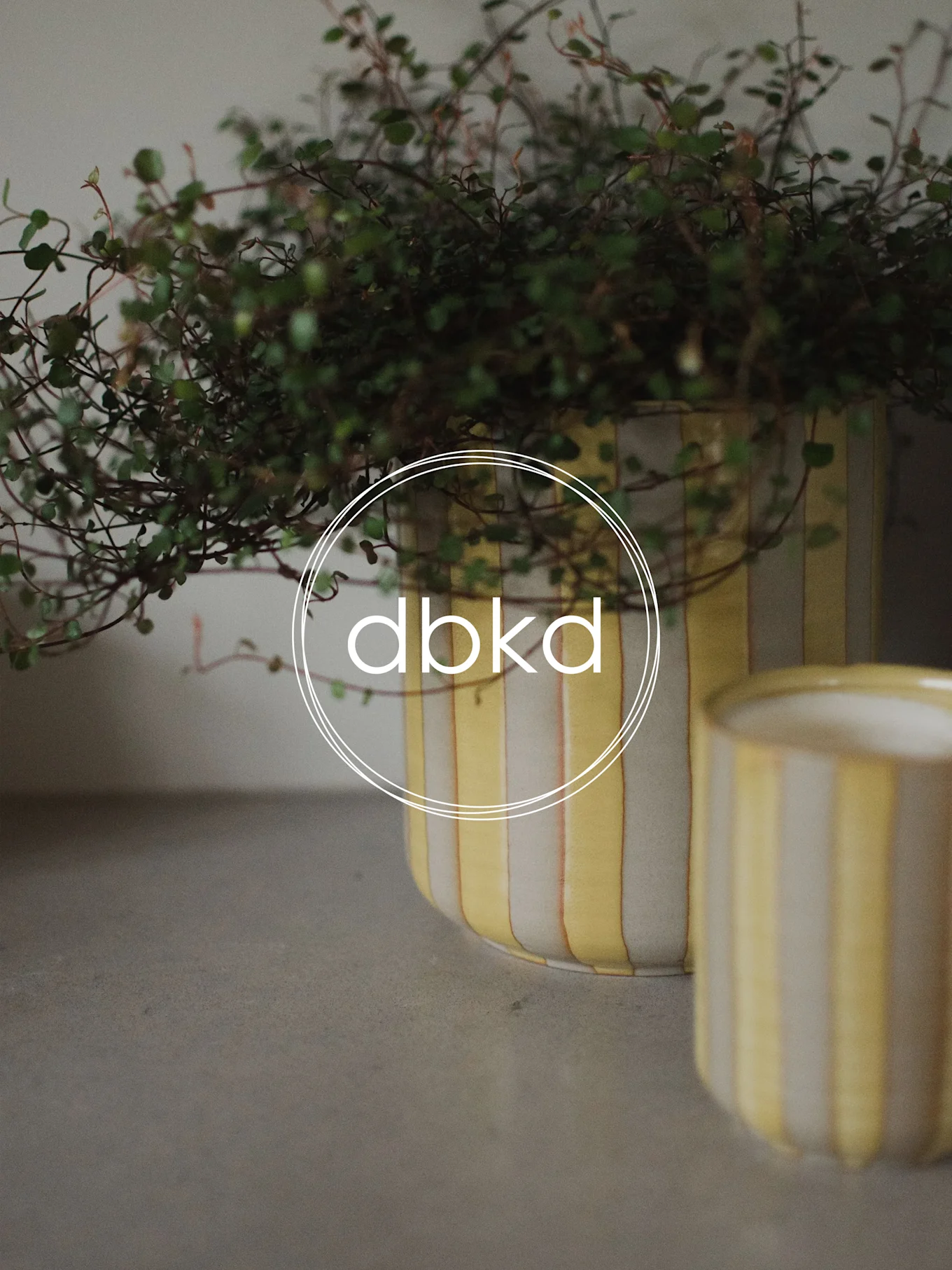 Dos macetas a rayas amarillas y blancas, una más grande con una planta verde y una más pequeña borrosa a la derecha.