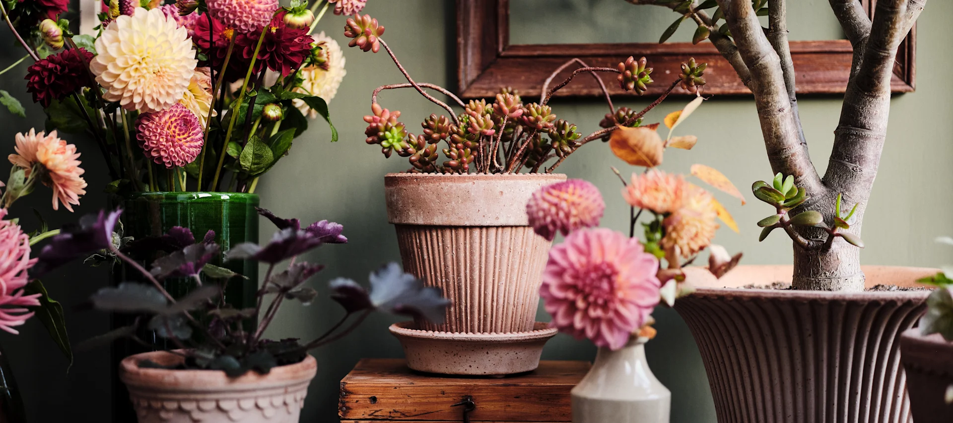 Regalos para el Día de la Madre: Una colección de diferentes flores en varias macetas de Bergs Potter.