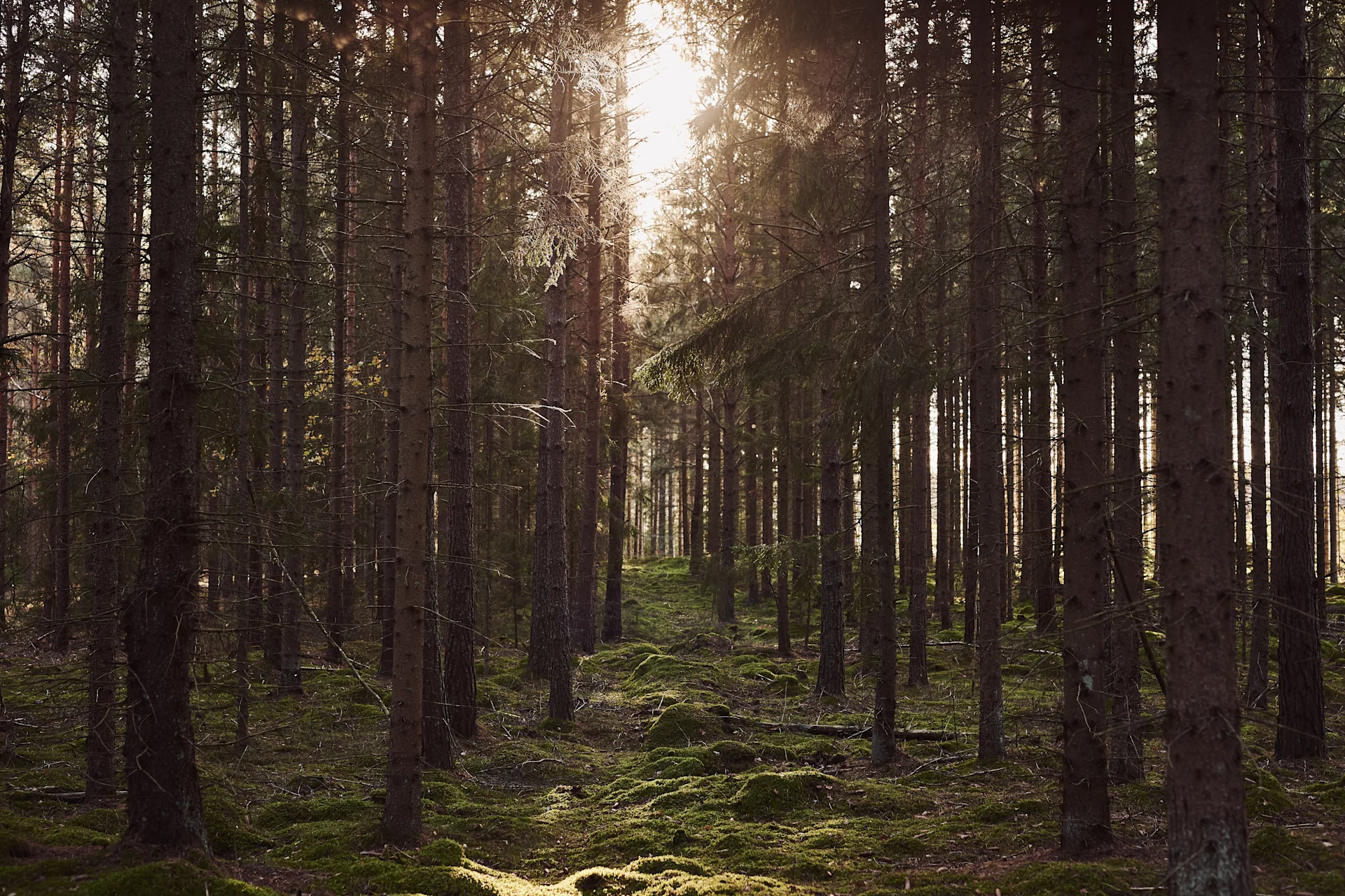 En nuestra lista de tareas de otoño, te damos numerosos consejos sobre qué hacer este otoño con un toque escandinavo, como dar un paseo por el bosque en otoño.