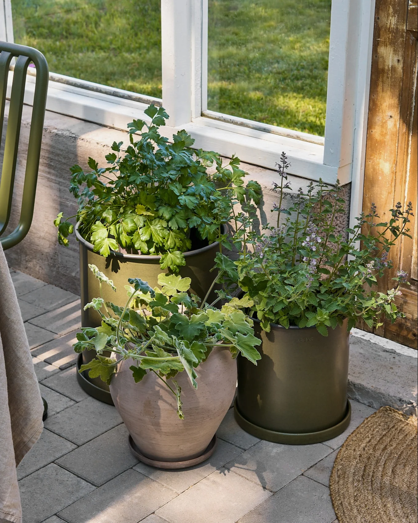 Tres plantas en macetas en un patio gris junto a una ventana. Dos plantas están en macetas de color verde oliva, una en una maceta de terracota beige.