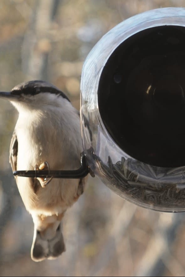 ¿Quieres hacer algo típicamente escandinavo este otoño? Alimenta a los pájaros con el comedero para pájaros Birds de Rosendahl.