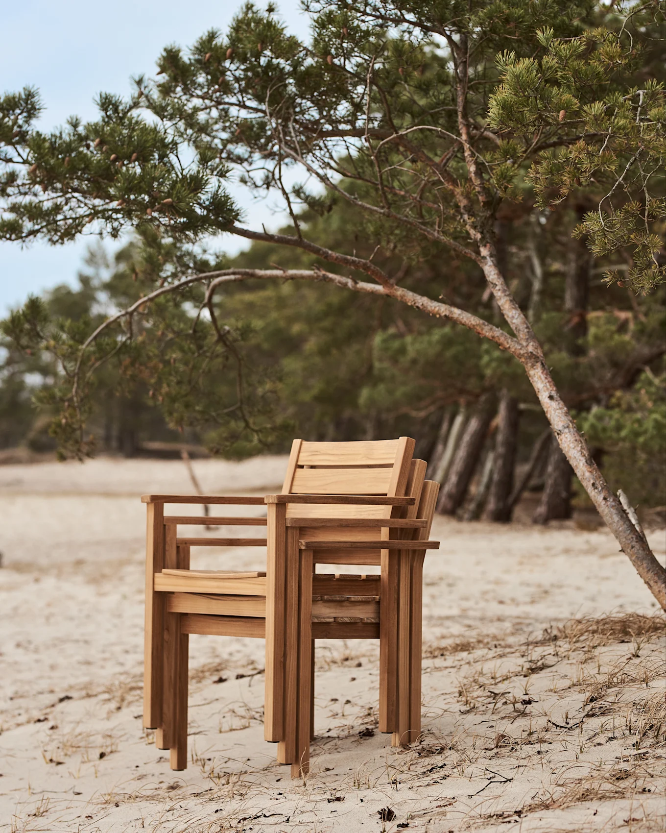 Sillas de madera apiladas en una playa de arena junto a un pino.