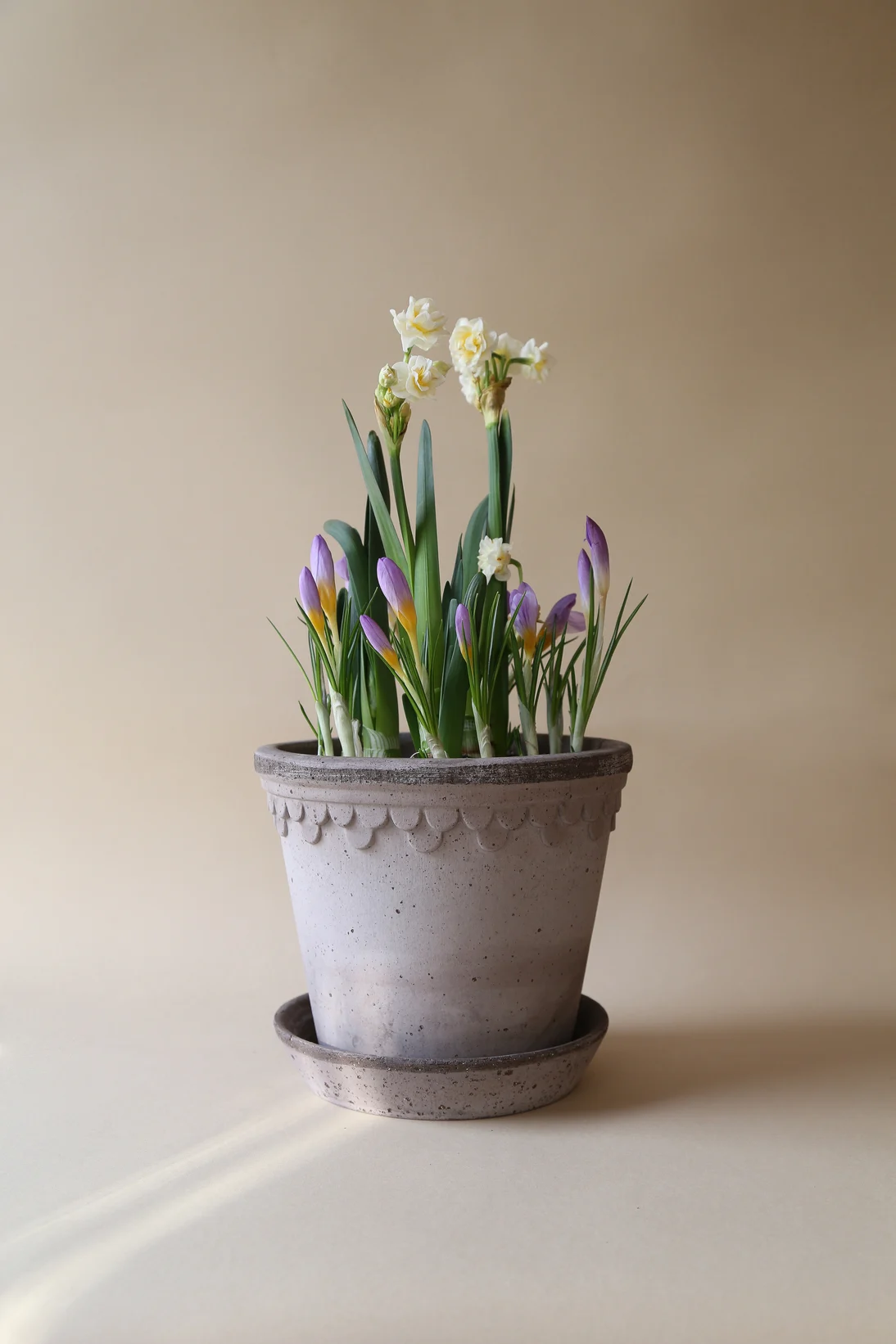 En lugar de un ramo de flores, regala una planta para el Día de la Madre, como este lirio en una maceta gris de la colección Copenhagen de Bergs Potter.