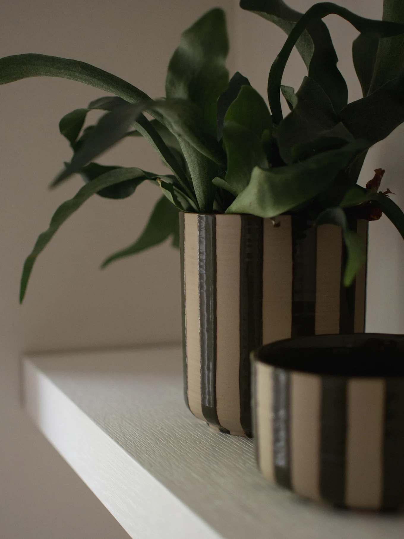 Una planta de interior con hojas verdes en una maceta alta de rayas verde oscuro y beige sobre un estante claro, con un cuenco a juego parcialmente visible.