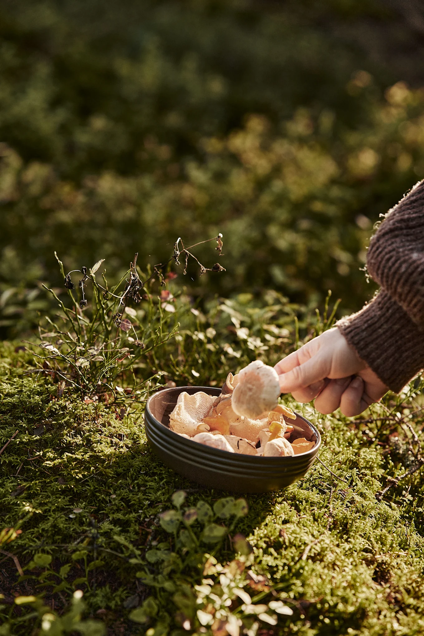 En nuestra lista de tareas de otoño, te damos numerosos consejos sobre qué hacer este otoño con un toque escandinavo; por ejemplo, deberías salir a recoger setas, especialmente en septiembre y octubre, ¡merece la pena!