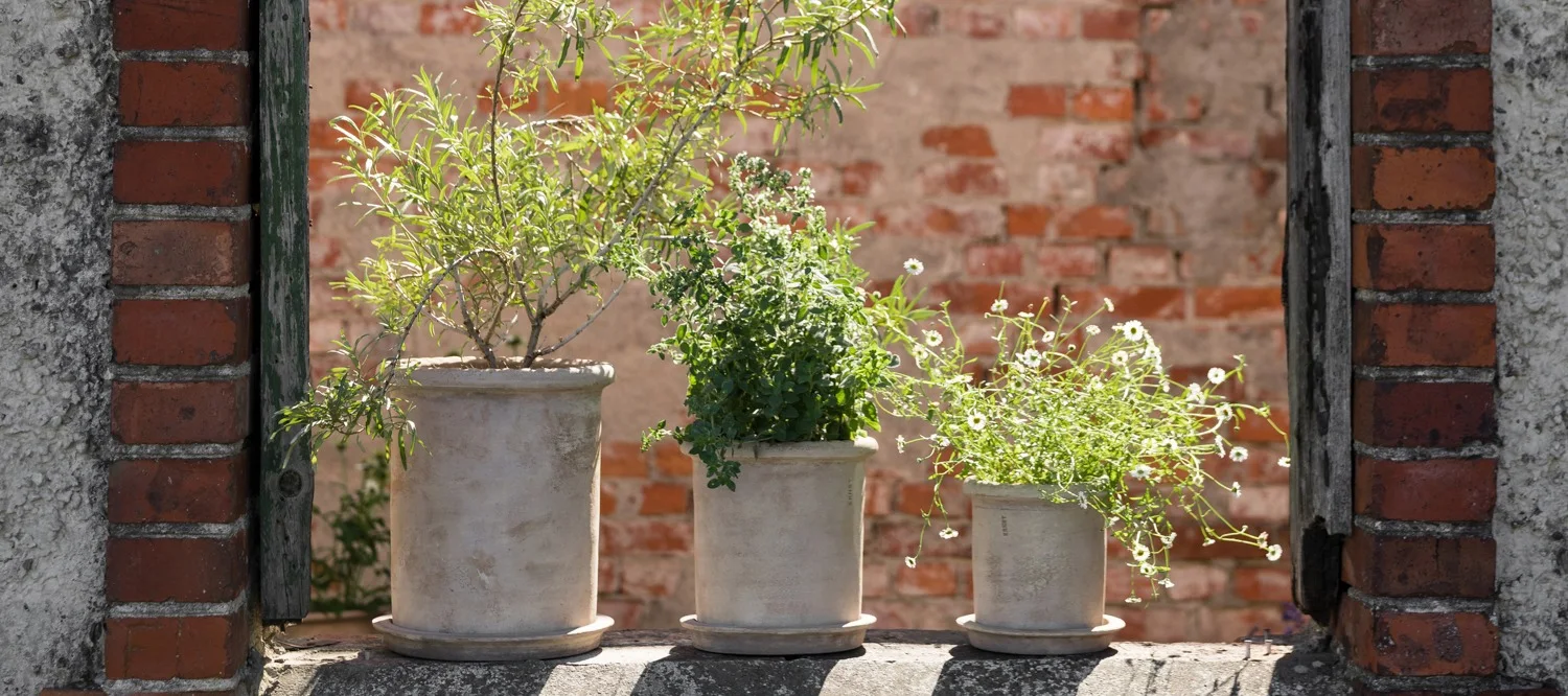 Tres plantas en maceta, una con flores blancas, en un saliente de piedra contra una pared de ladrillo borrosa.